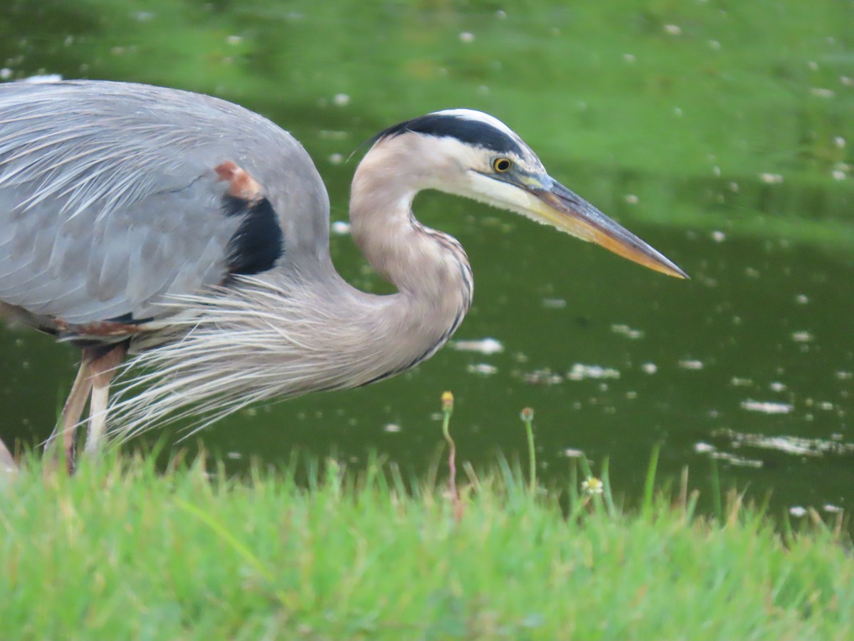 Great Blue Heron - ML644493126
