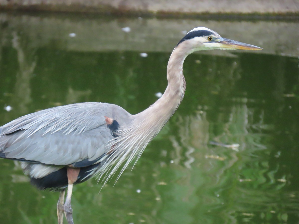 Great Blue Heron - ML644493127