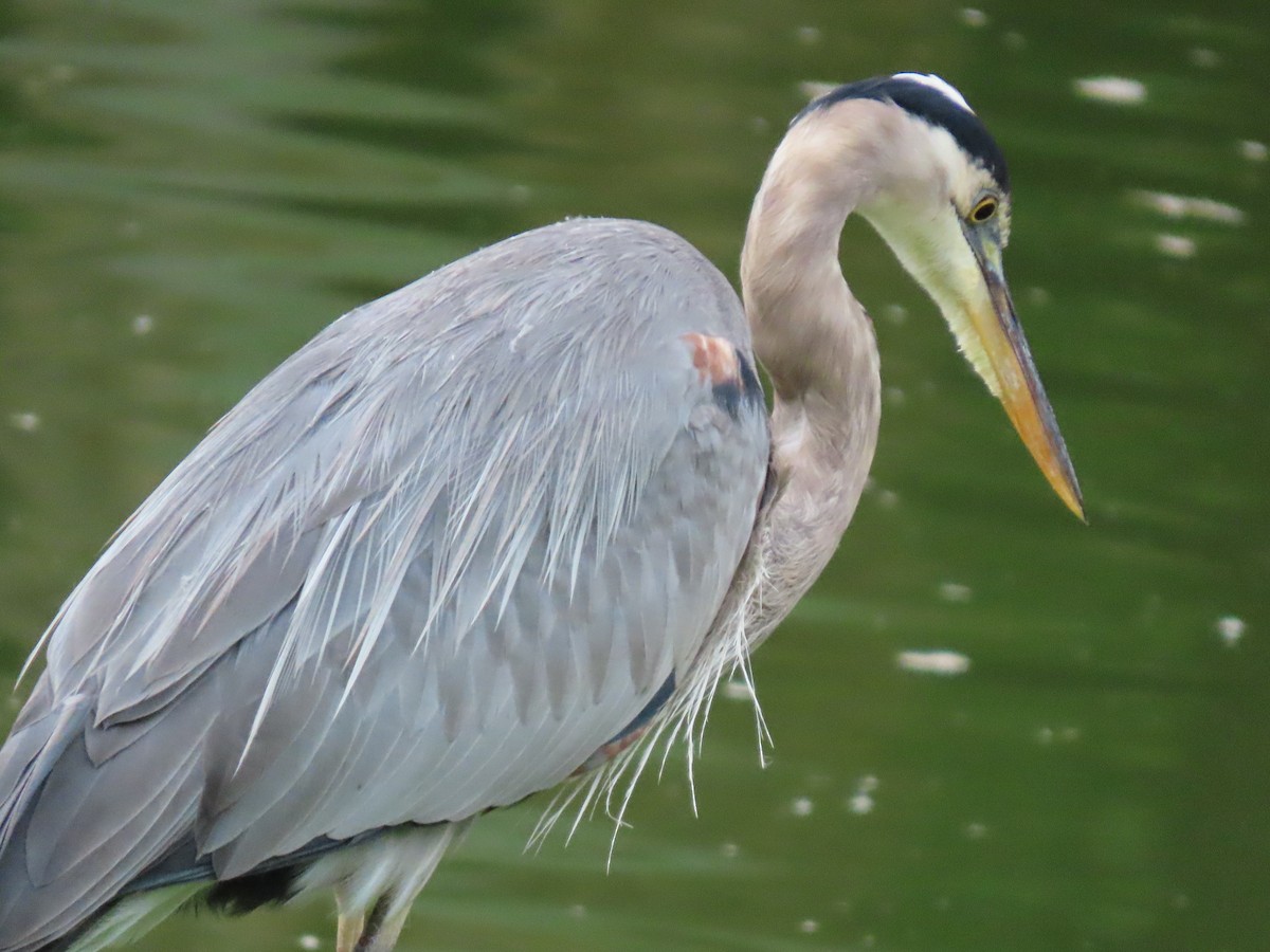 Great Blue Heron - ML644493128