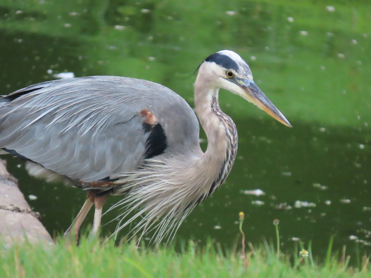 Great Blue Heron - ML644493130