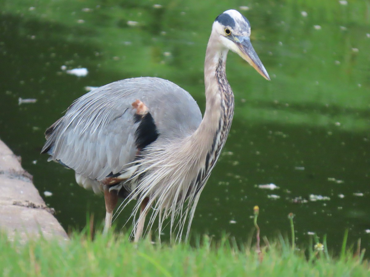 Great Blue Heron - ML644493131