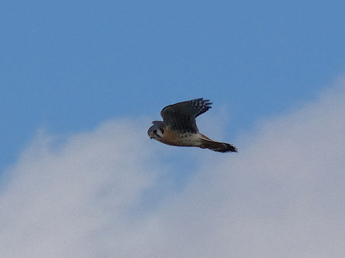 American Kestrel - ML644493135