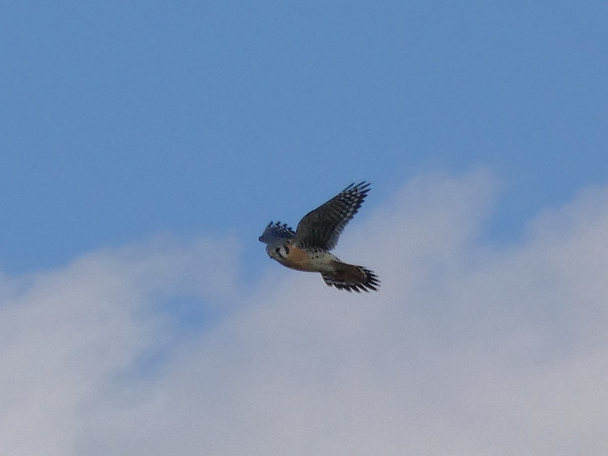 American Kestrel - ML644493136