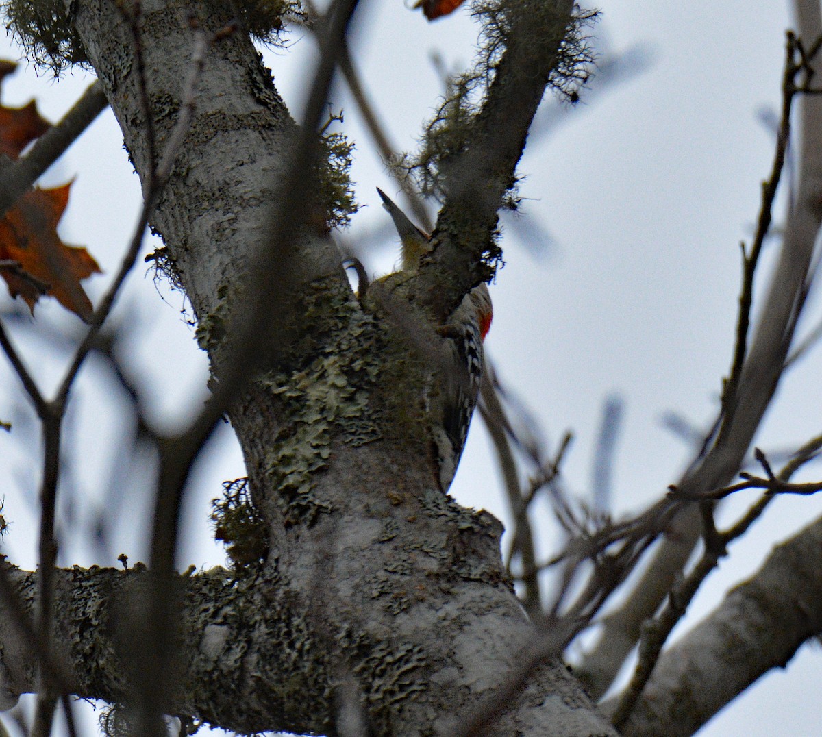 Red-bellied Woodpecker - ML644493137