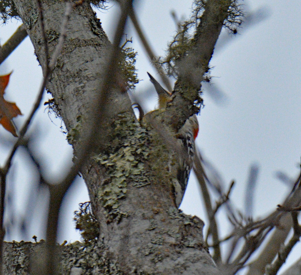 Red-bellied Woodpecker - ML644493138
