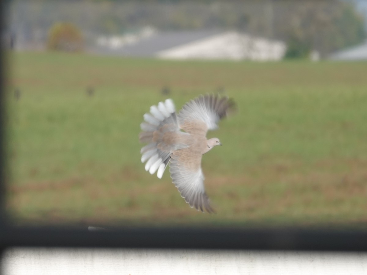 tyrkerdue - ML644493139