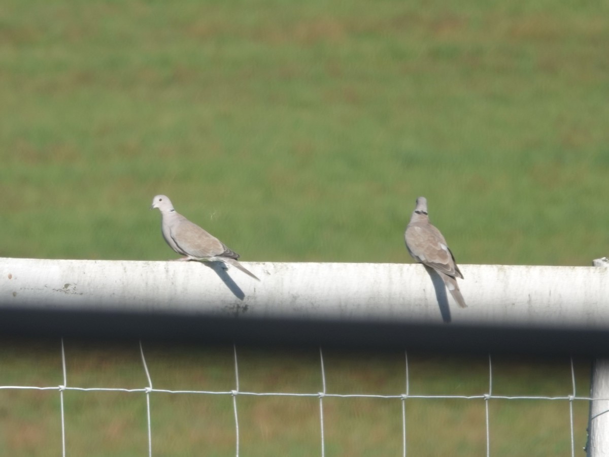 tyrkerdue - ML644493140