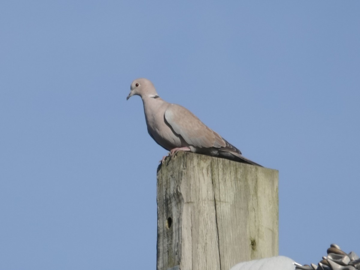 tyrkerdue - ML644493142