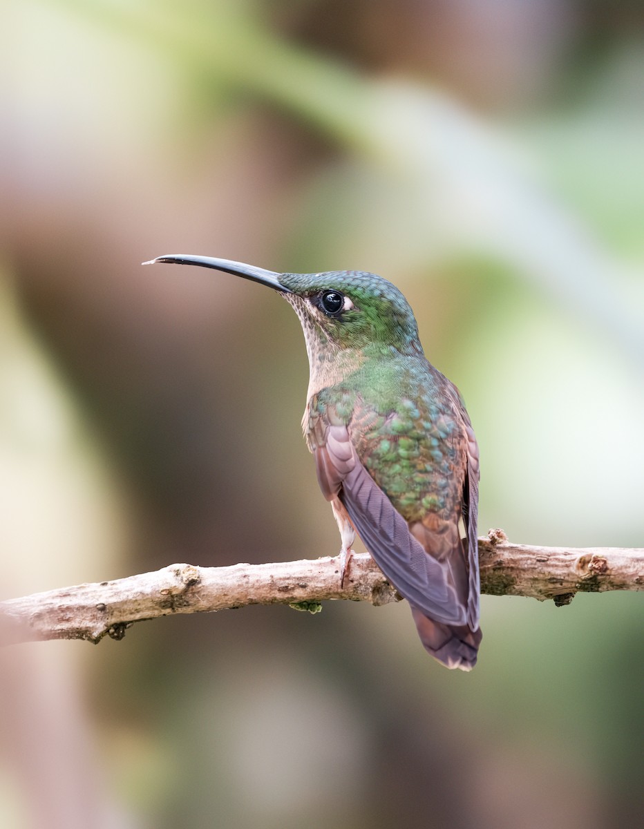 Füme Rengi Pırıltı - ML644493156