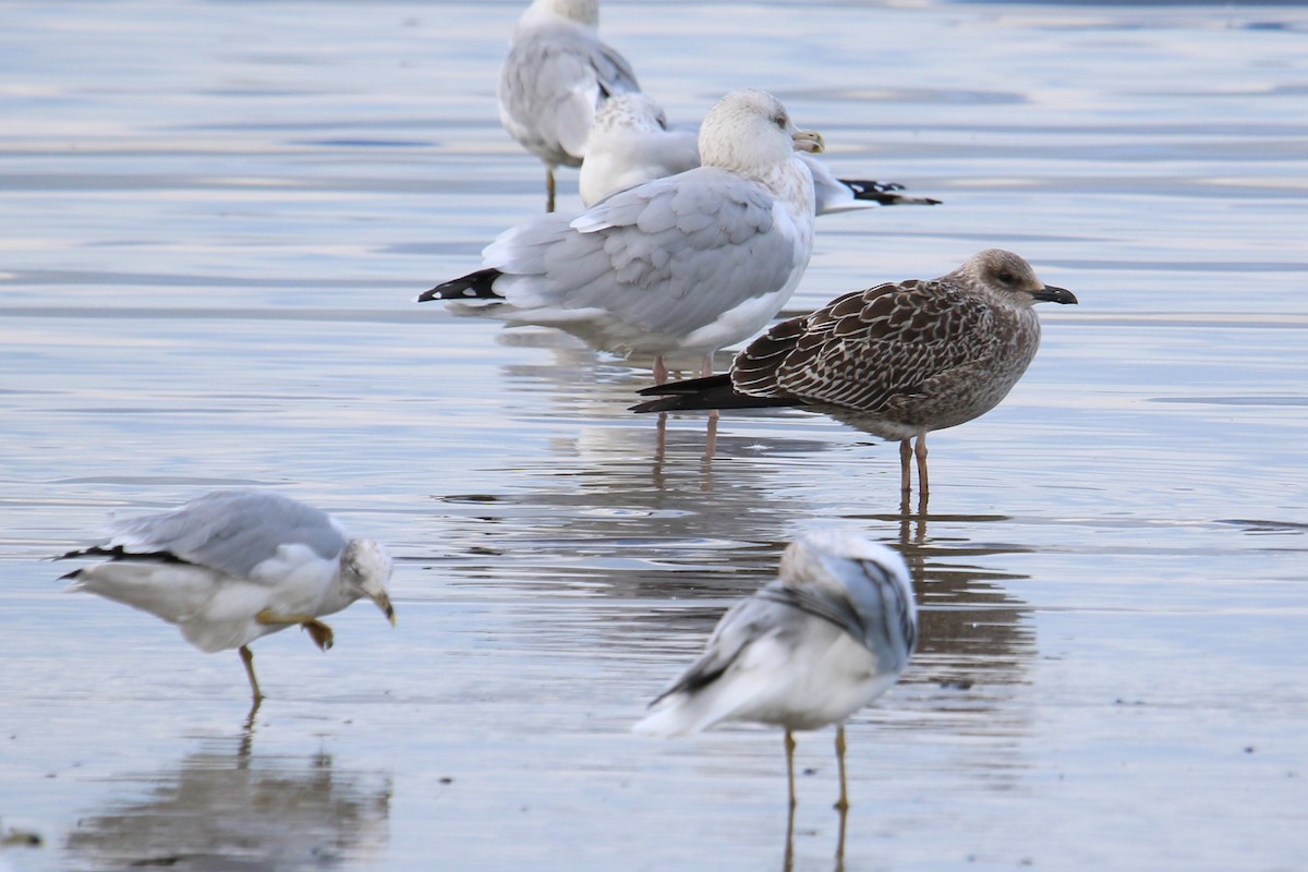 Kaio iluna - ML644493159