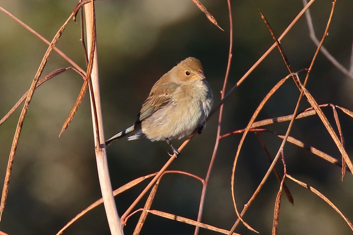 Индиговый колорин - ML644493164