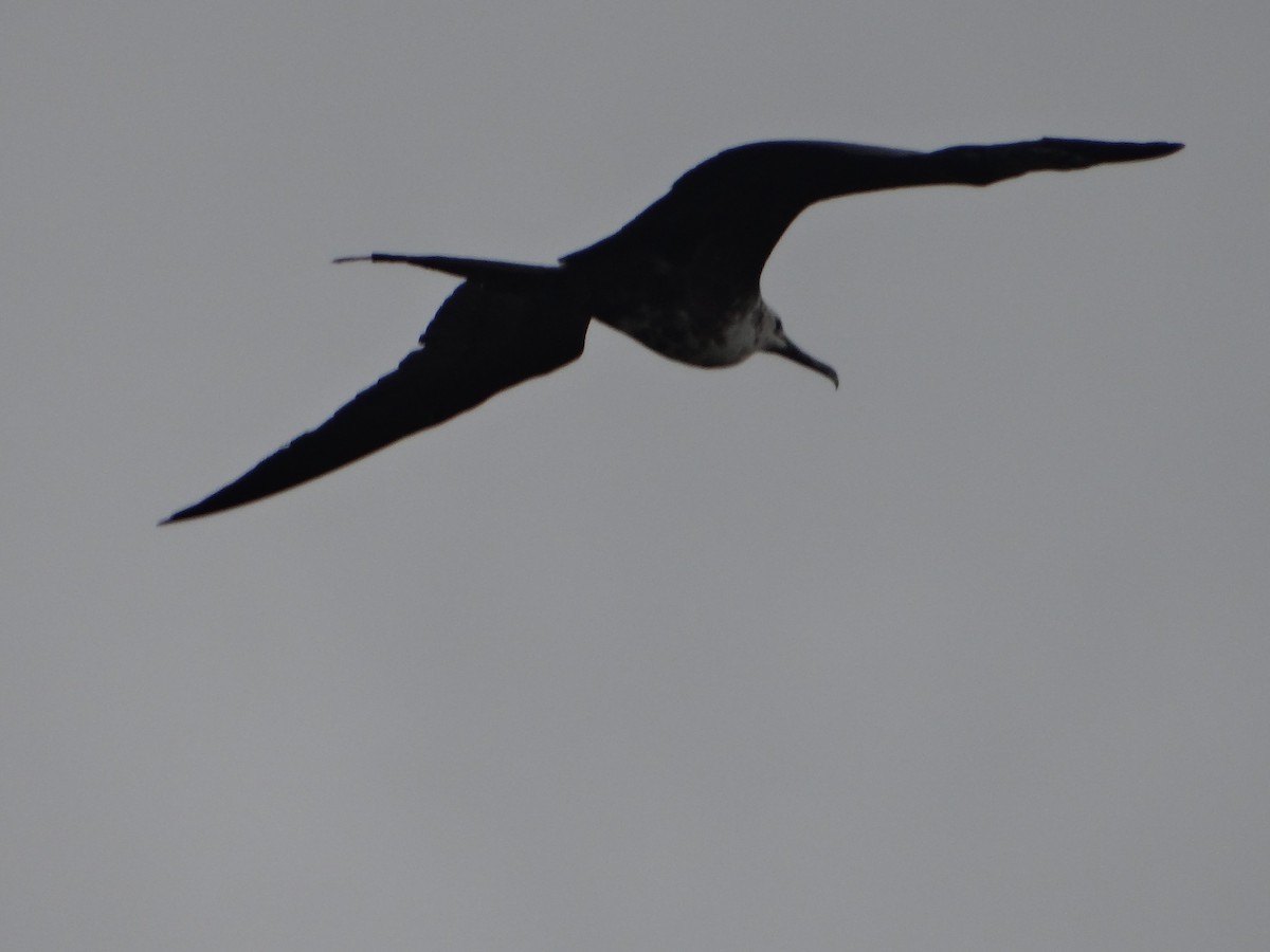 Magnificent Frigatebird - ML644493166
