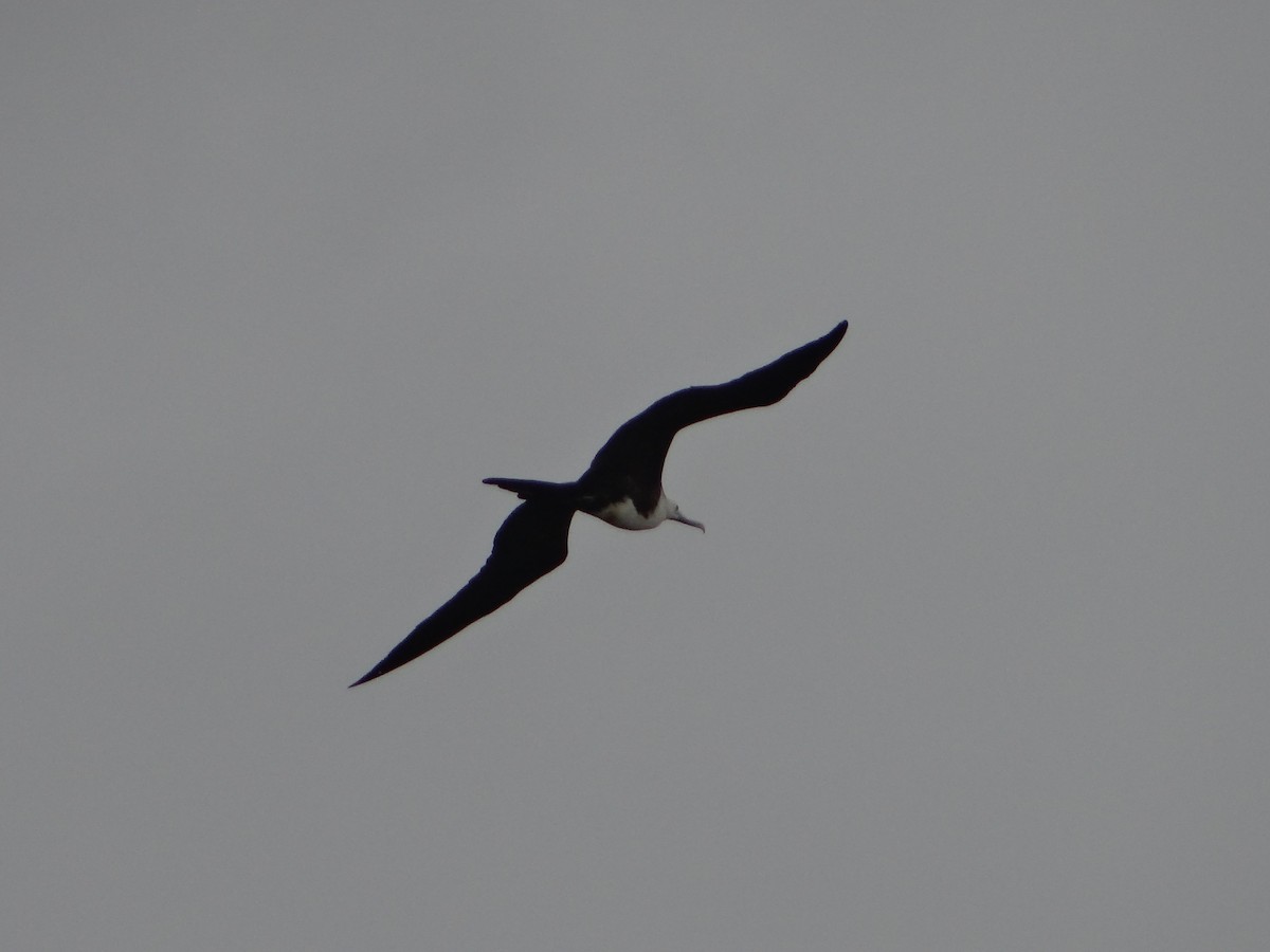 Magnificent Frigatebird - ML644493167