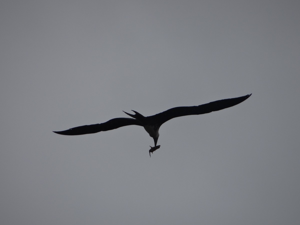 Magnificent Frigatebird - ML644493168