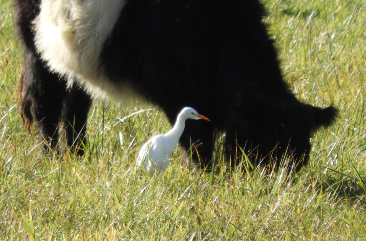 Western Cattle-Egret - ML644493170