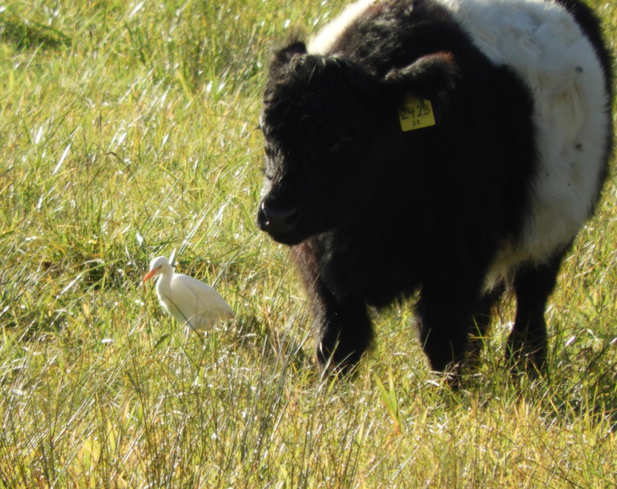 Western Cattle-Egret - ML644493179