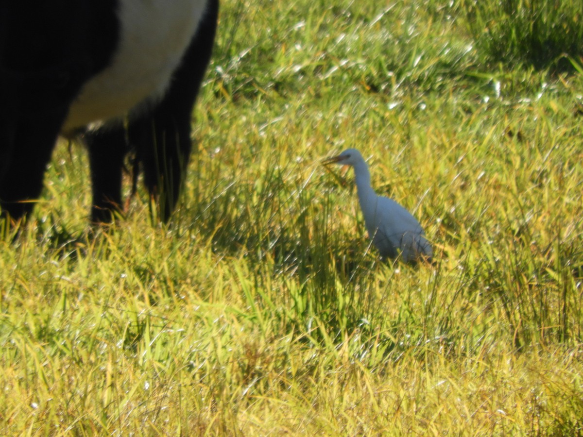 Western Cattle-Egret - ML644493183