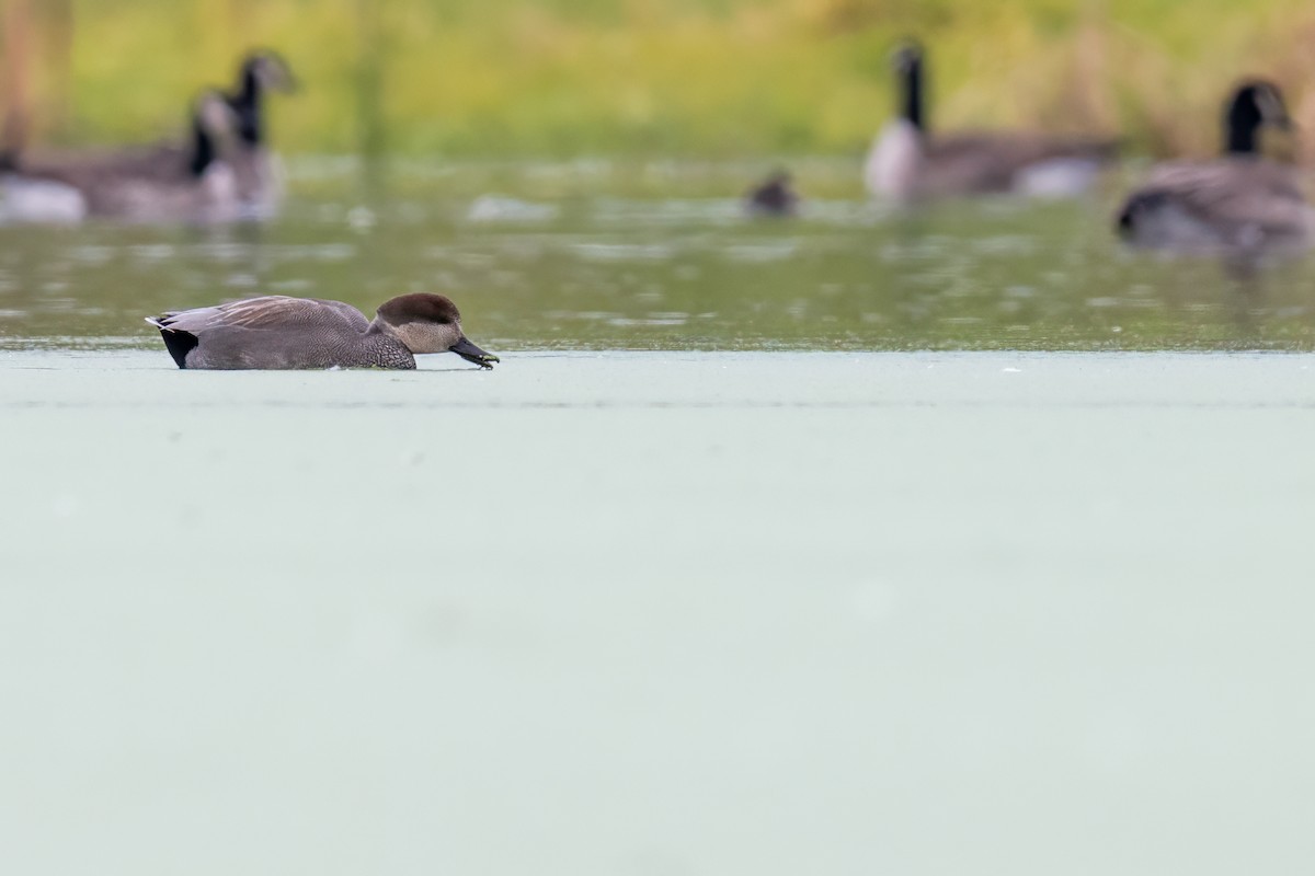 Gadwall - ML644493184