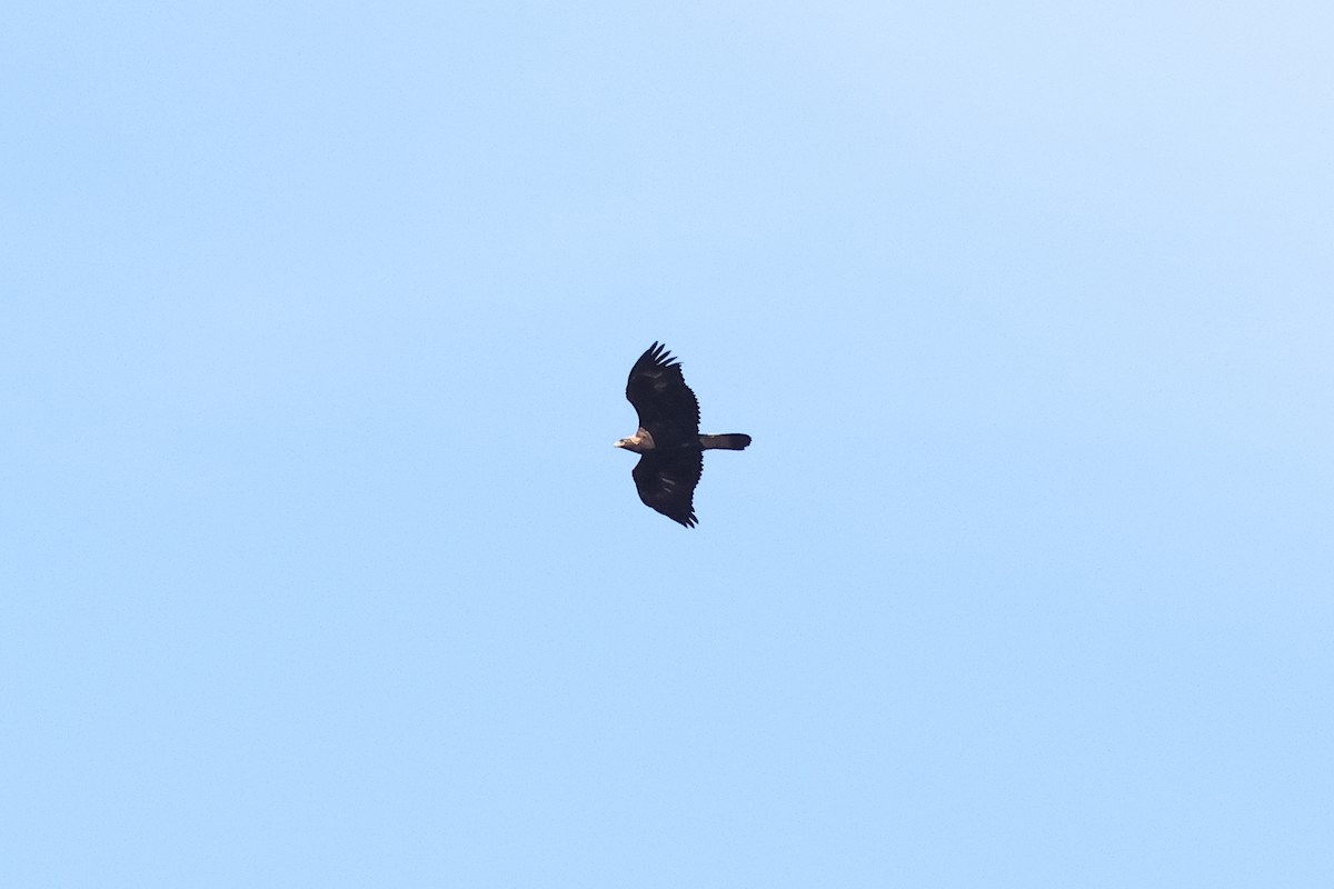 イヌワシ - ML644493187