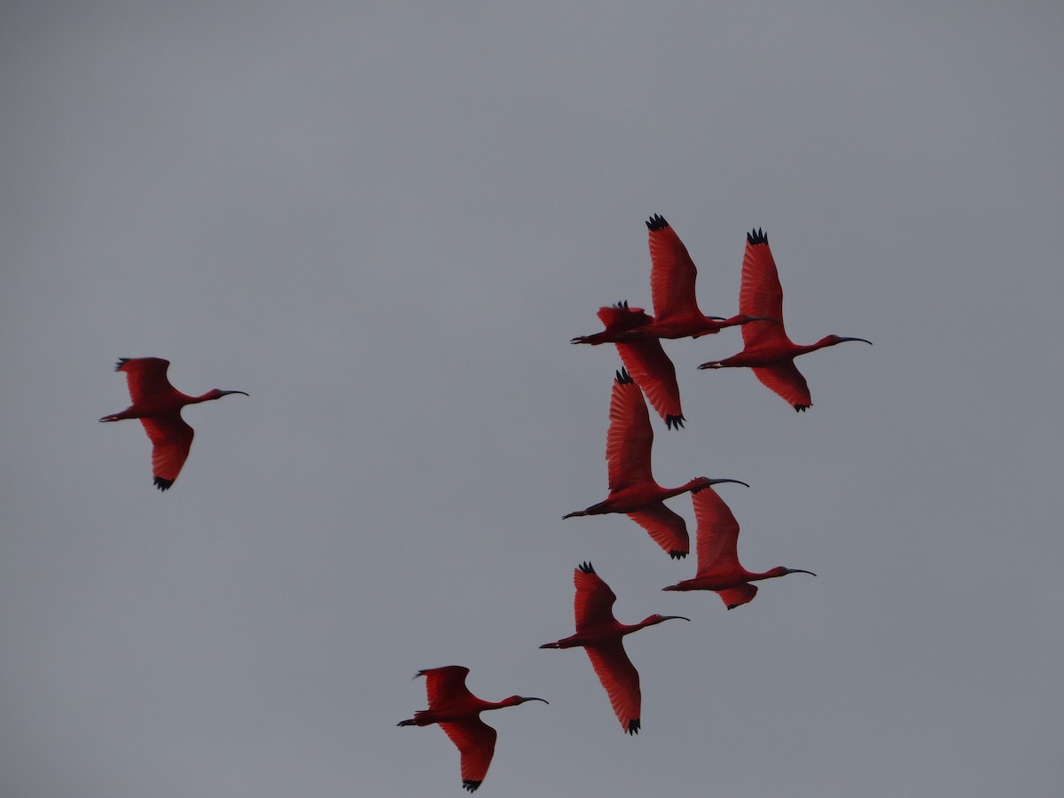 Al Aynak - ML644493192