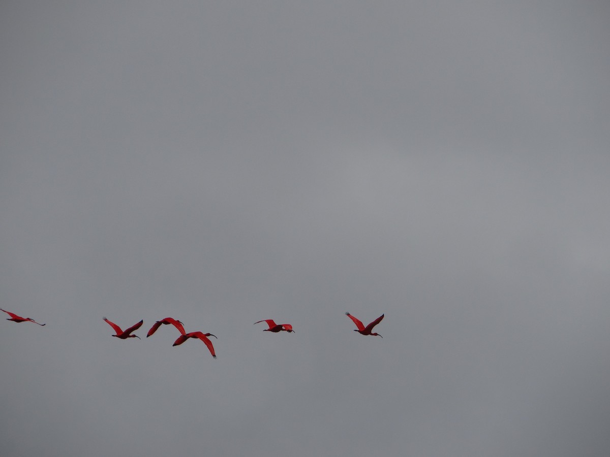 Al Aynak - ML644493193