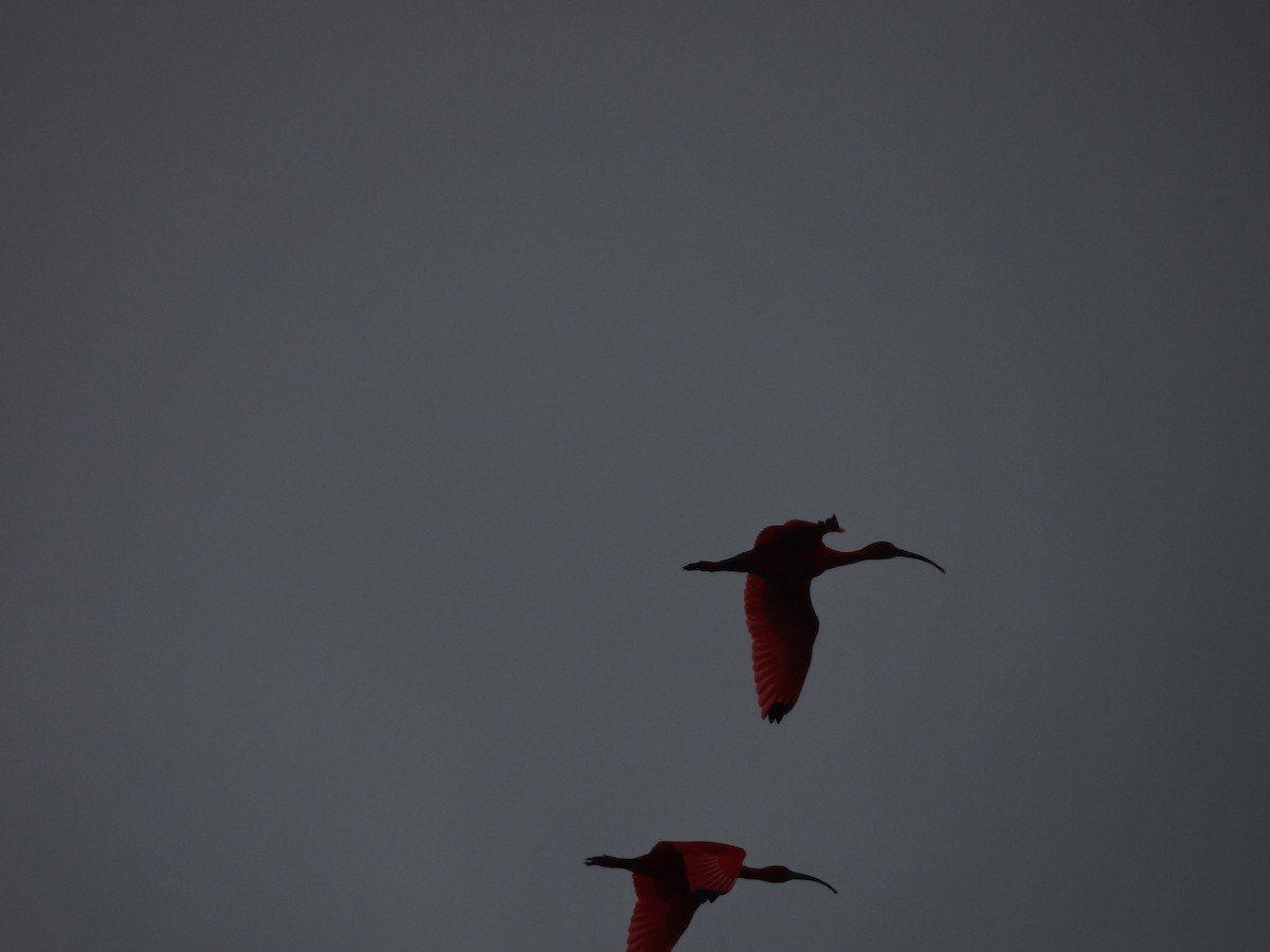 Al Aynak - ML644493194