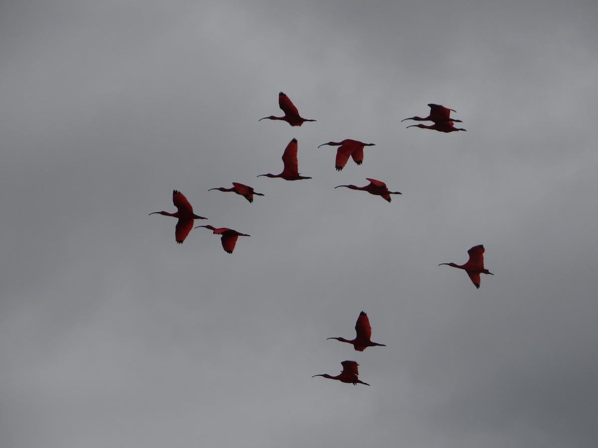 Al Aynak - ML644493195