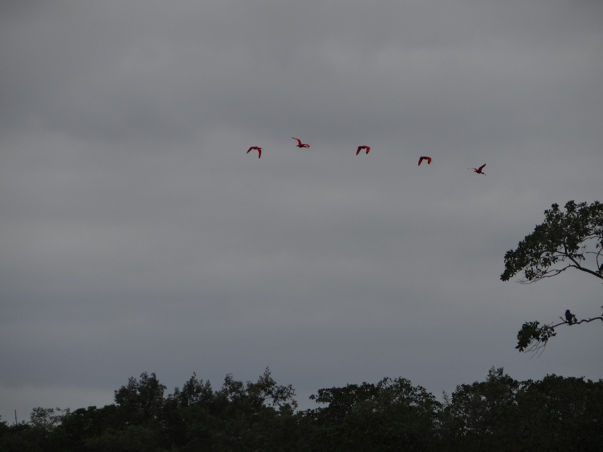 Al Aynak - ML644493196