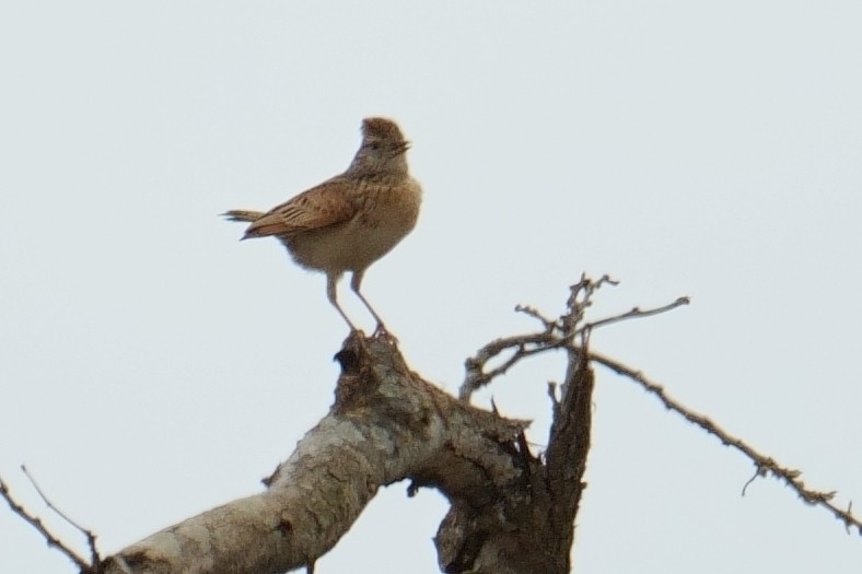 Rufous-naped Lark - ML644493207