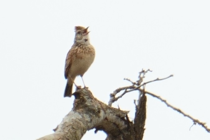 Rufous-naped Lark - ML644493208