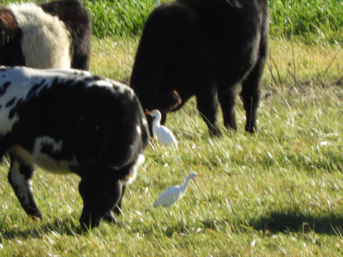 Western Cattle-Egret - ML644493209