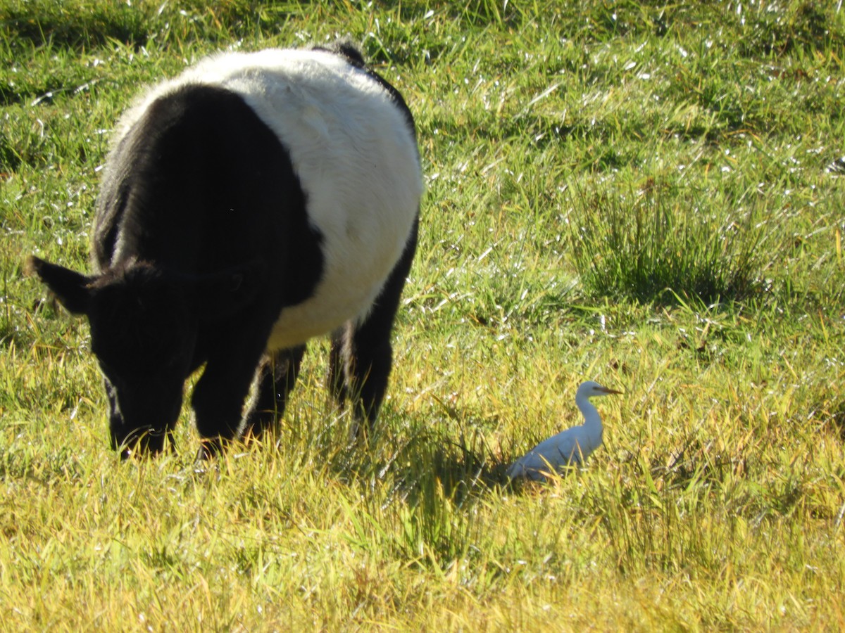 Western Cattle-Egret - ML644493217