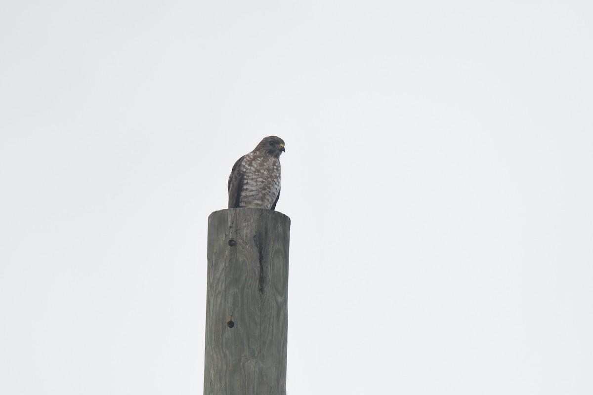 Broad-winged Hawk - ML644493218
