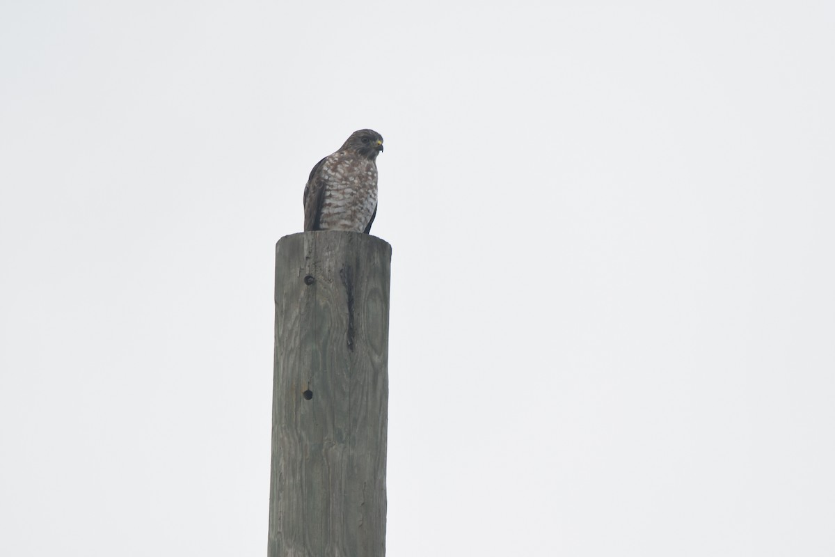 Broad-winged Hawk - ML644493219