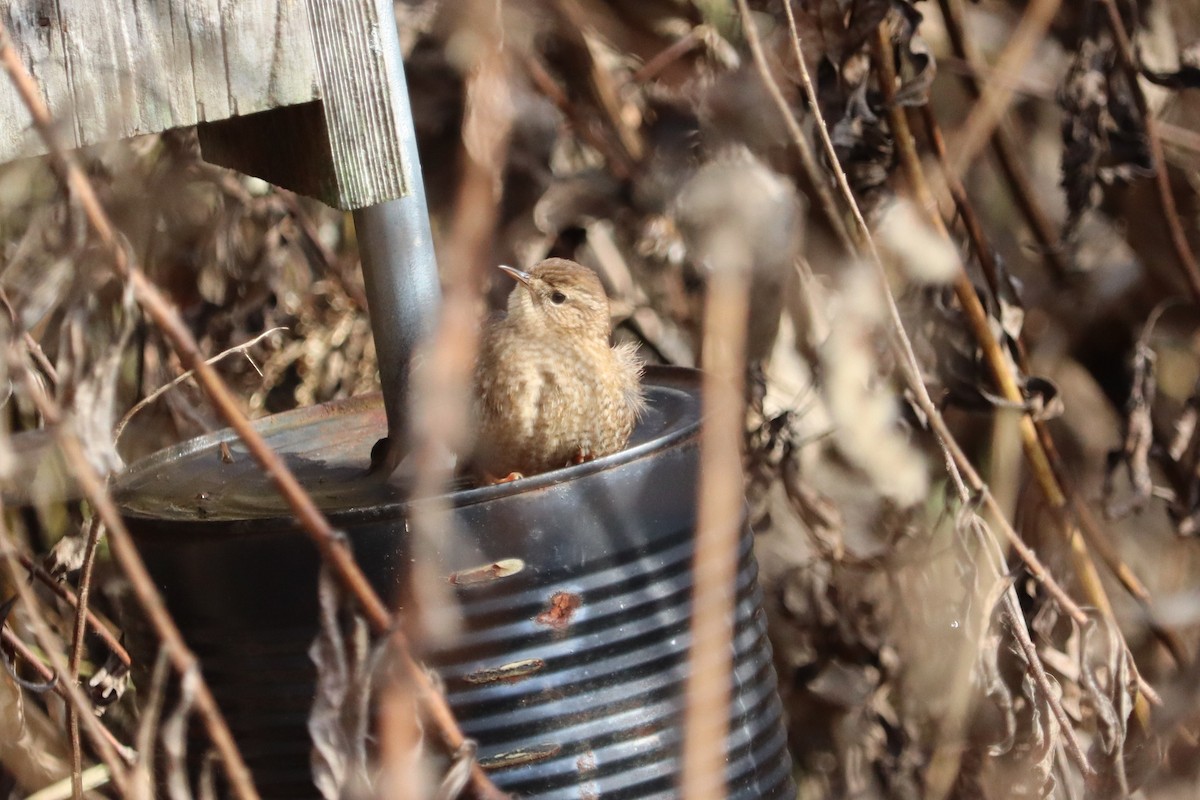 Winter Wren - ML644493225