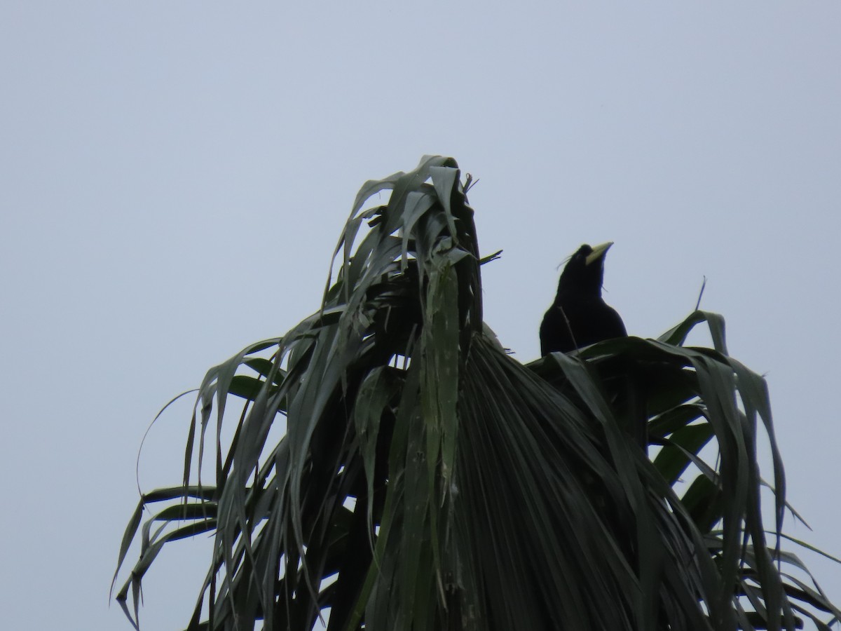 カンムリオオツリスドリ - ML644493232