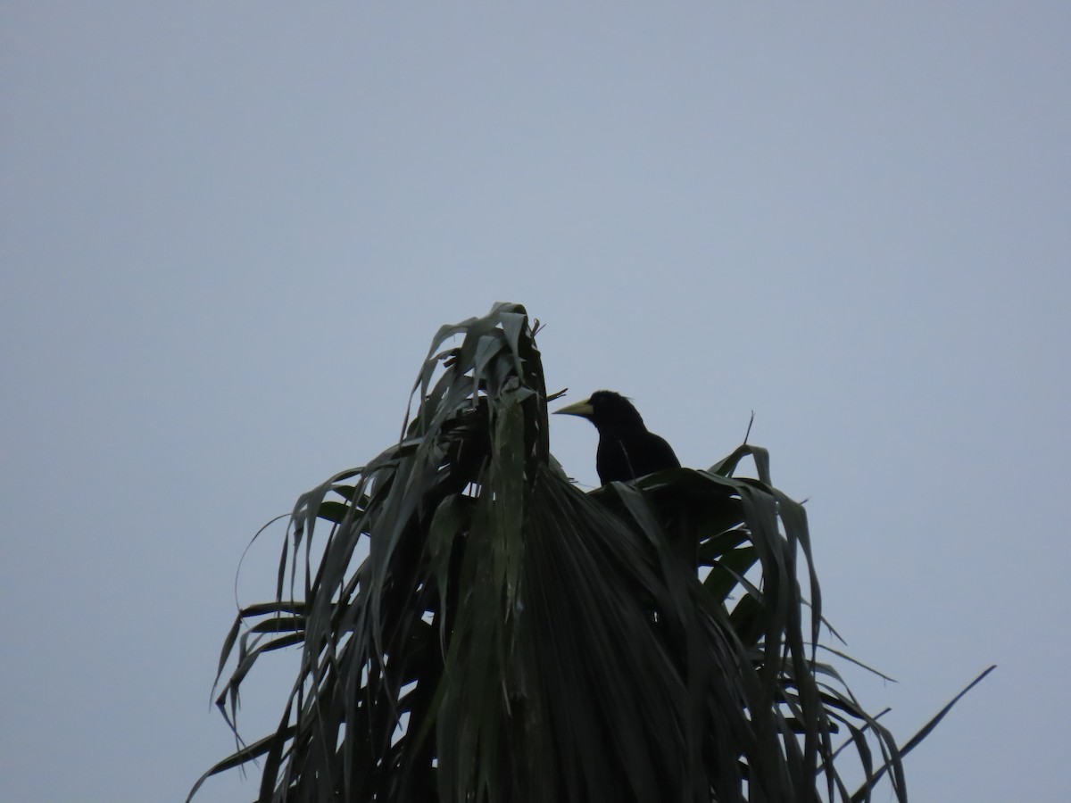 カンムリオオツリスドリ - ML644493233