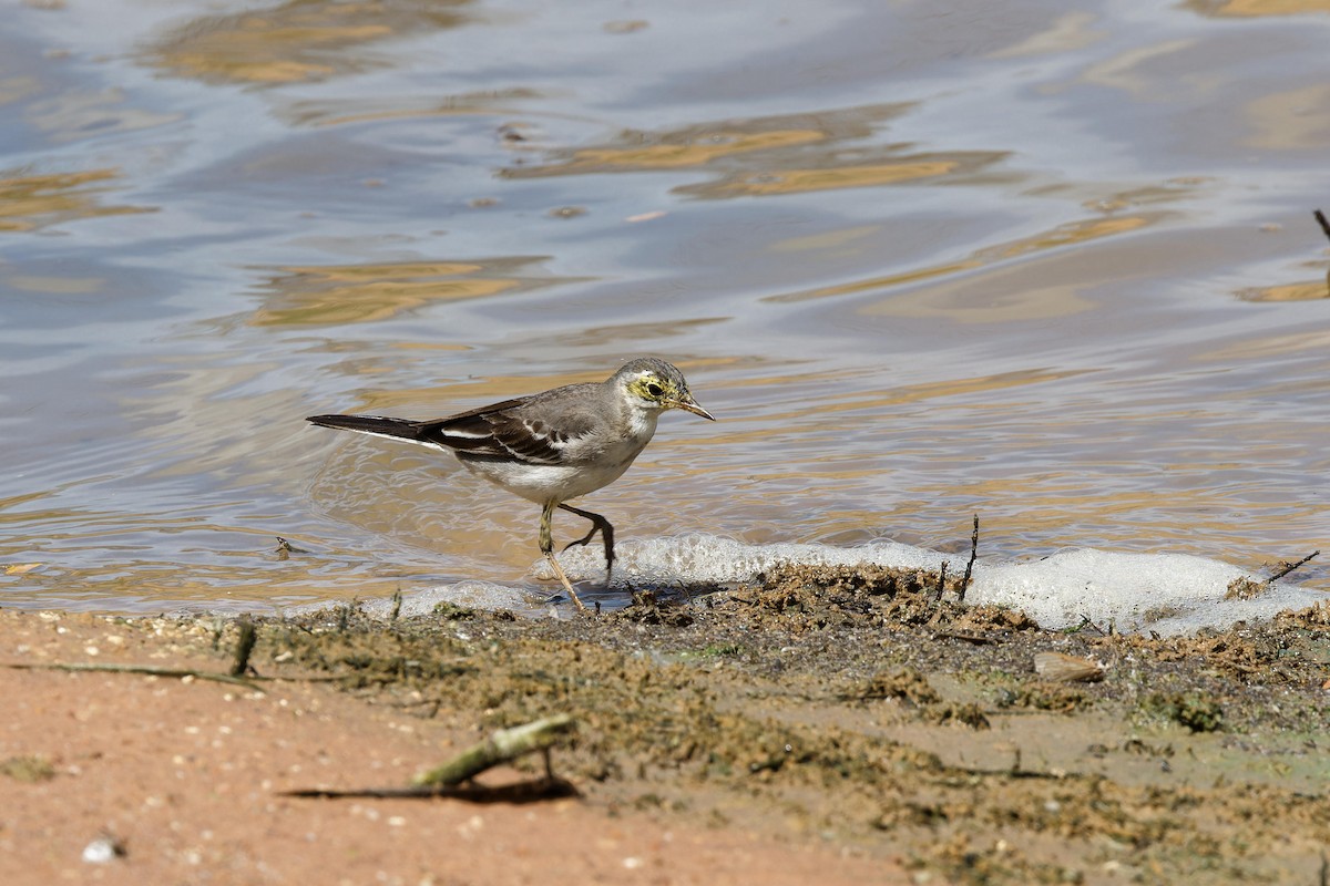 Citrine Wagtail - ML644493236