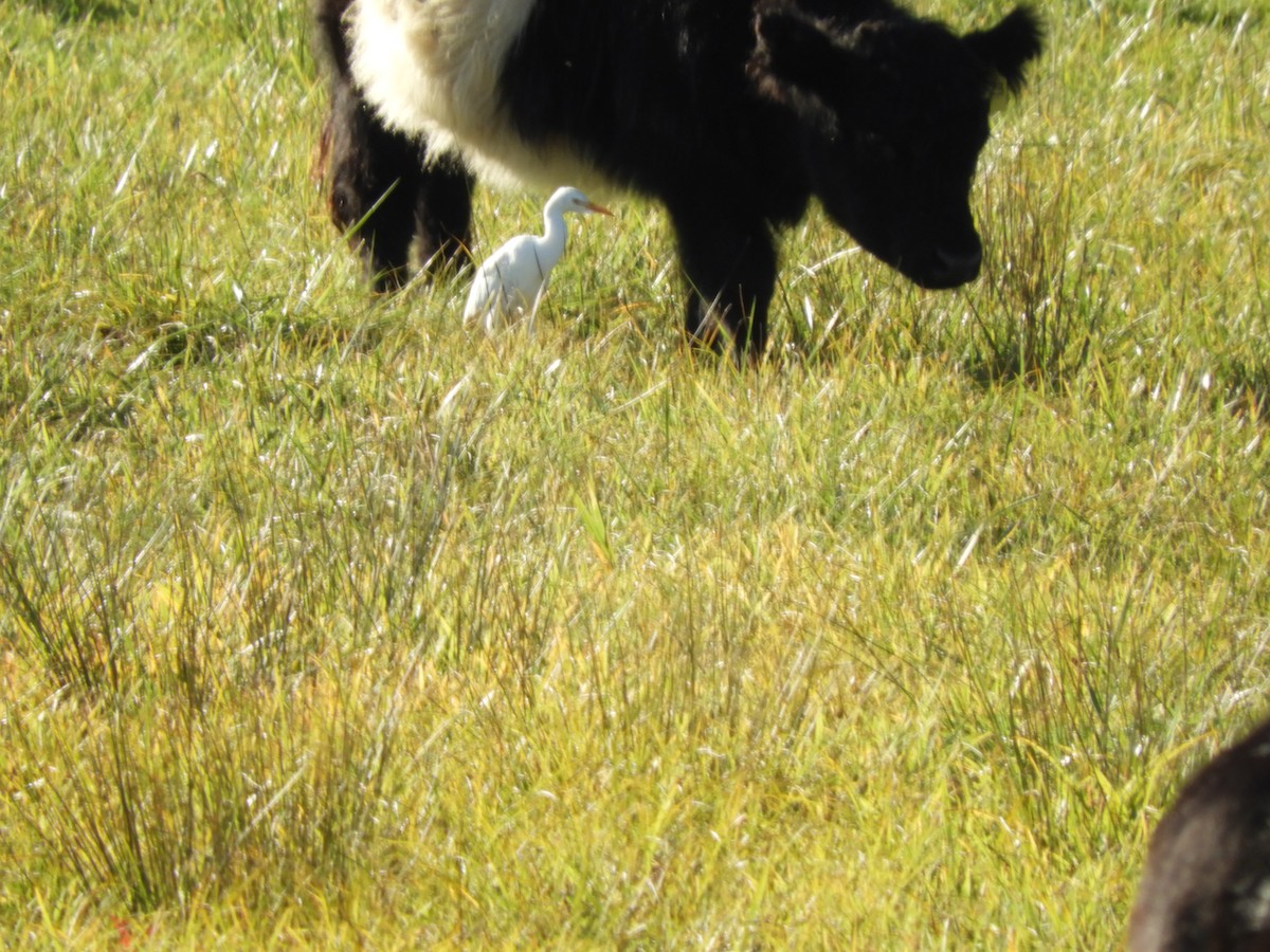 Western Cattle-Egret - ML644493241