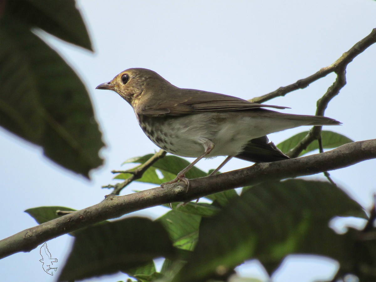 Swainson's Thrush - ML644493242
