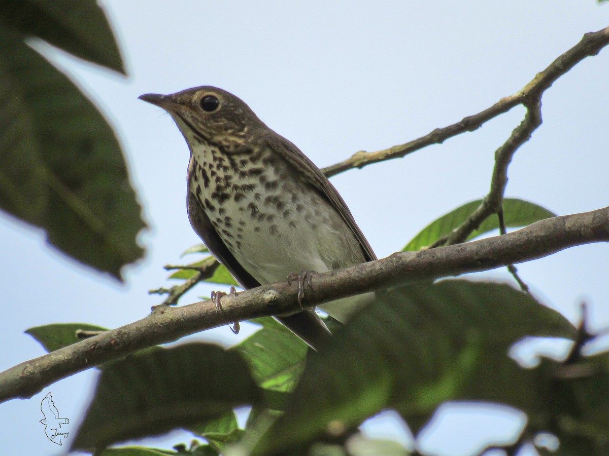 Swainson's Thrush - ML644493243