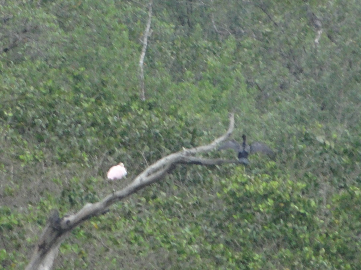 Roseate Spoonbill - ML644493245
