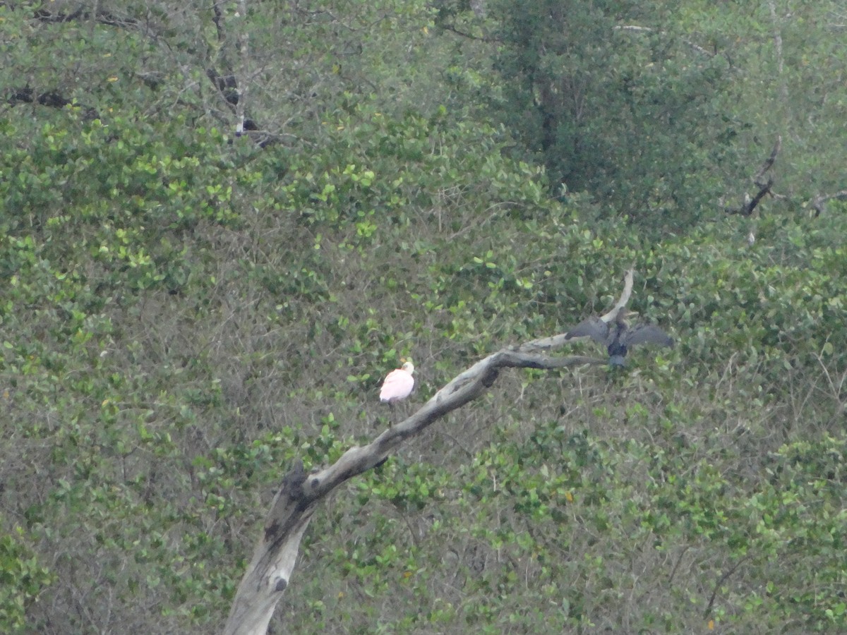 Roseate Spoonbill - ML644493246