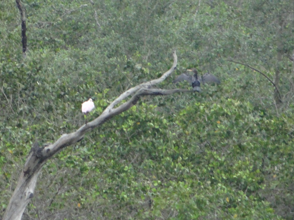 Roseate Spoonbill - ML644493247