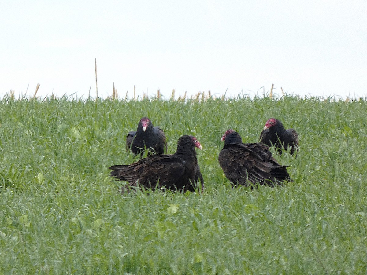 Turkey Vulture - ML644493248