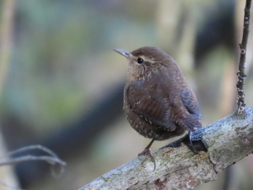 Winter Wren - ML644493250