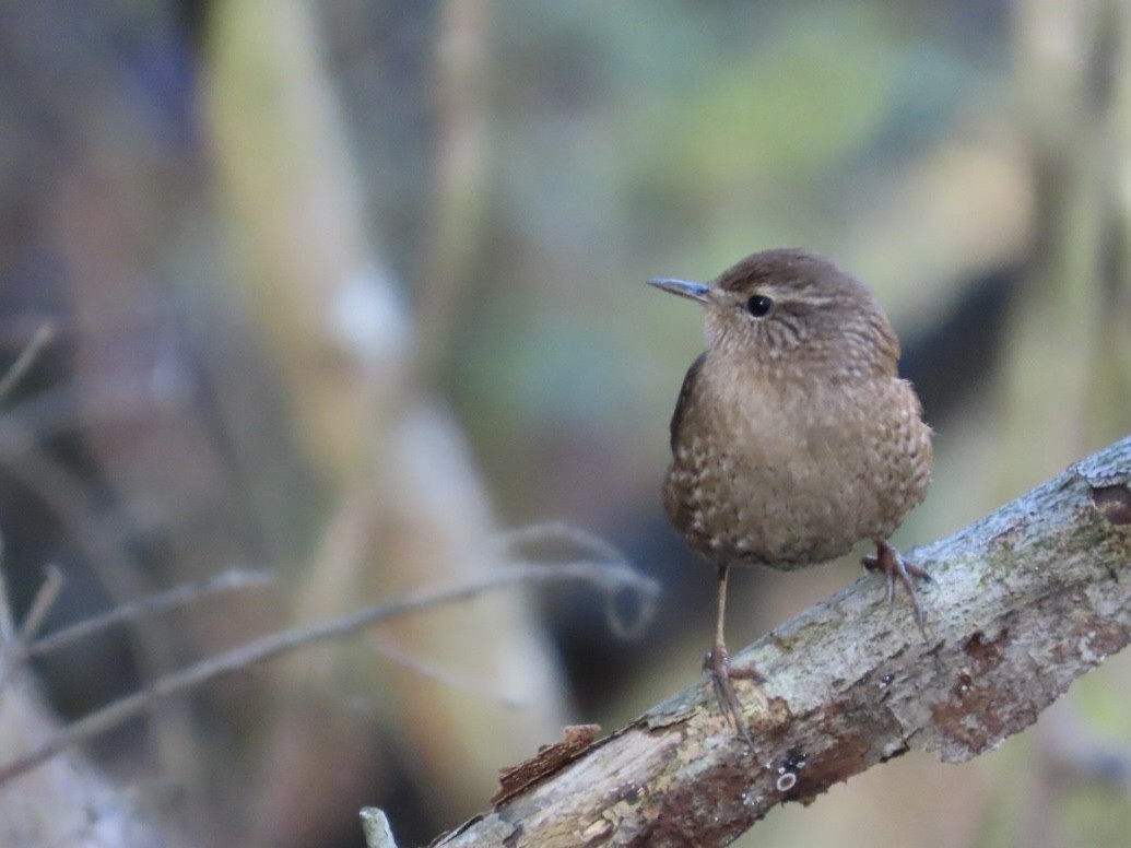 Winter Wren - ML644493251