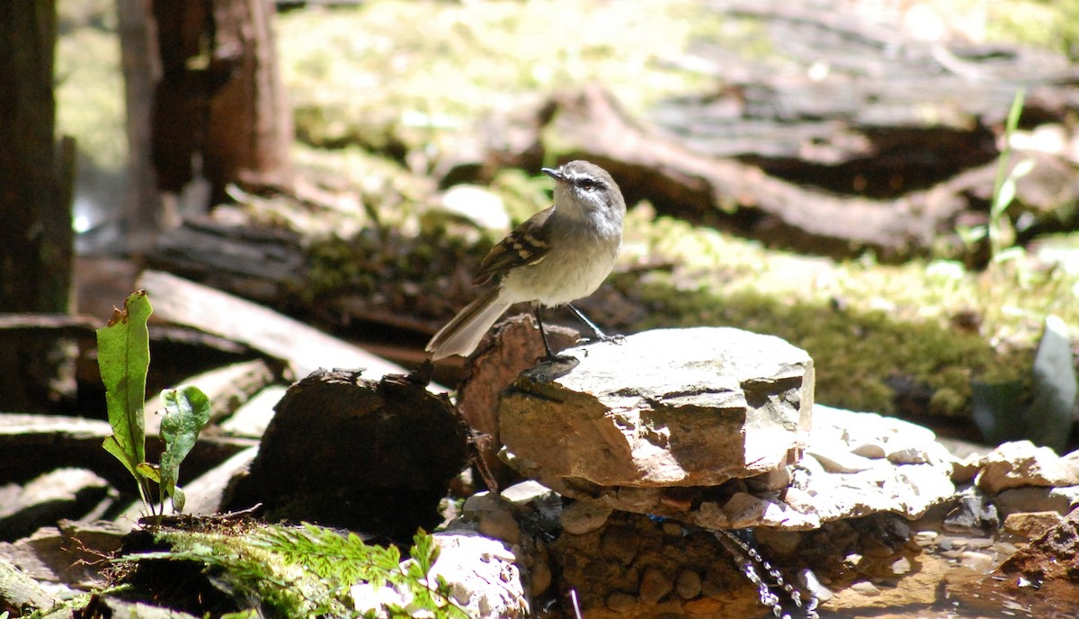 フタスジタイランチョウ - ML644493255