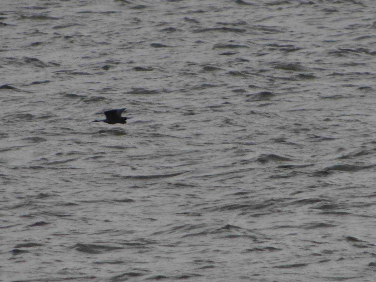 Little Blue Heron - ML644493257