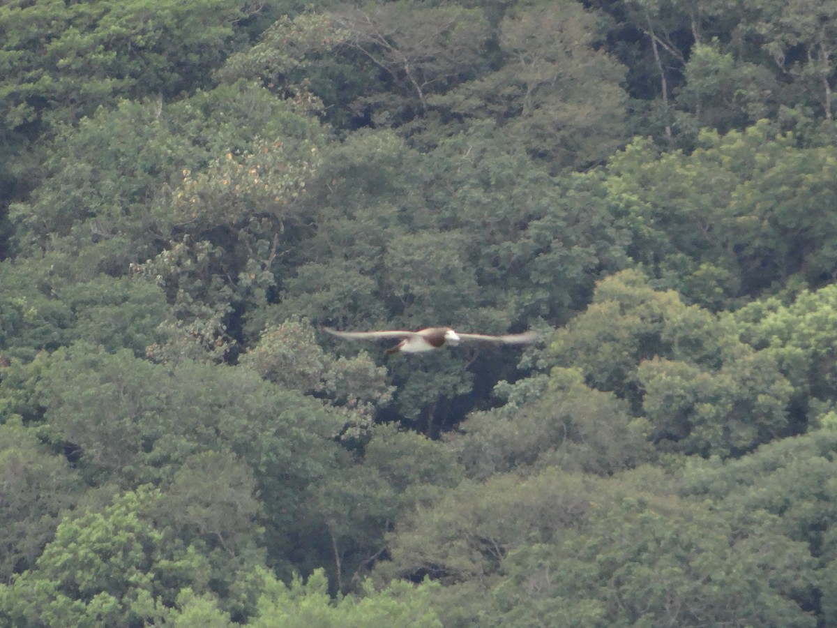Brown Booby - ML644493266